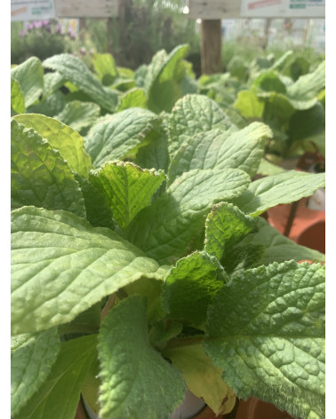 Borretsch-Gurkenkraut