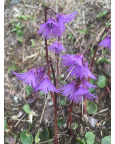 Soldanella alpina - Alpenglöckchen Pflanze